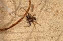 Xysticus_bifasciatus_D2949_O_86_NP De Hoge Veluwe_Nederland